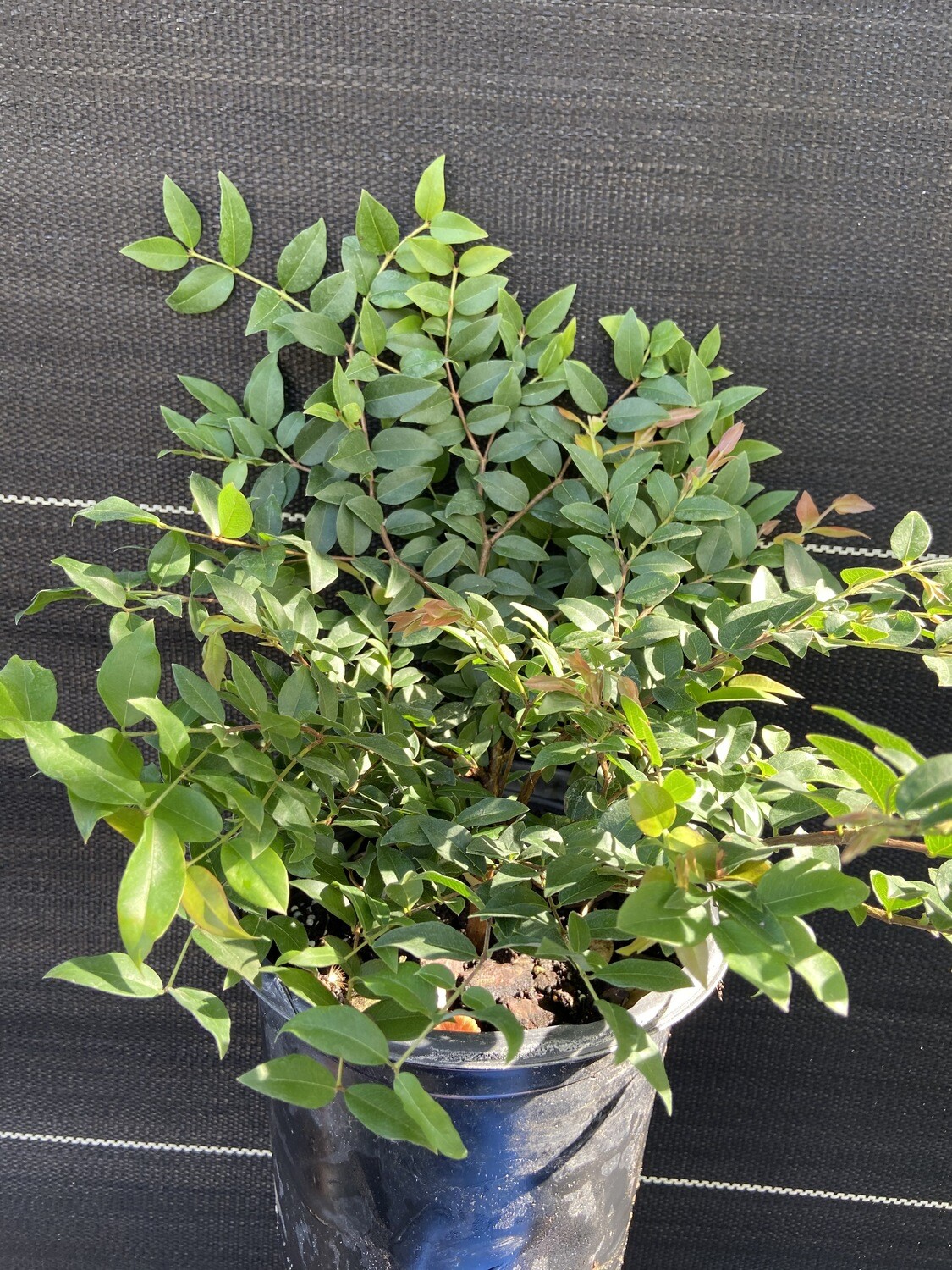 Jaboticaba Tree - Sabara (Plinia cauliflora) 1G