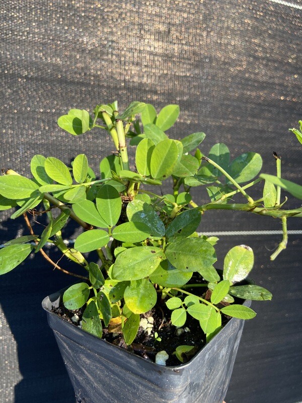Perennial Peanut - Yellow (Arachis glabrata) 4" Perennial Peanut - Yellow (Arachis glabrata) 4"