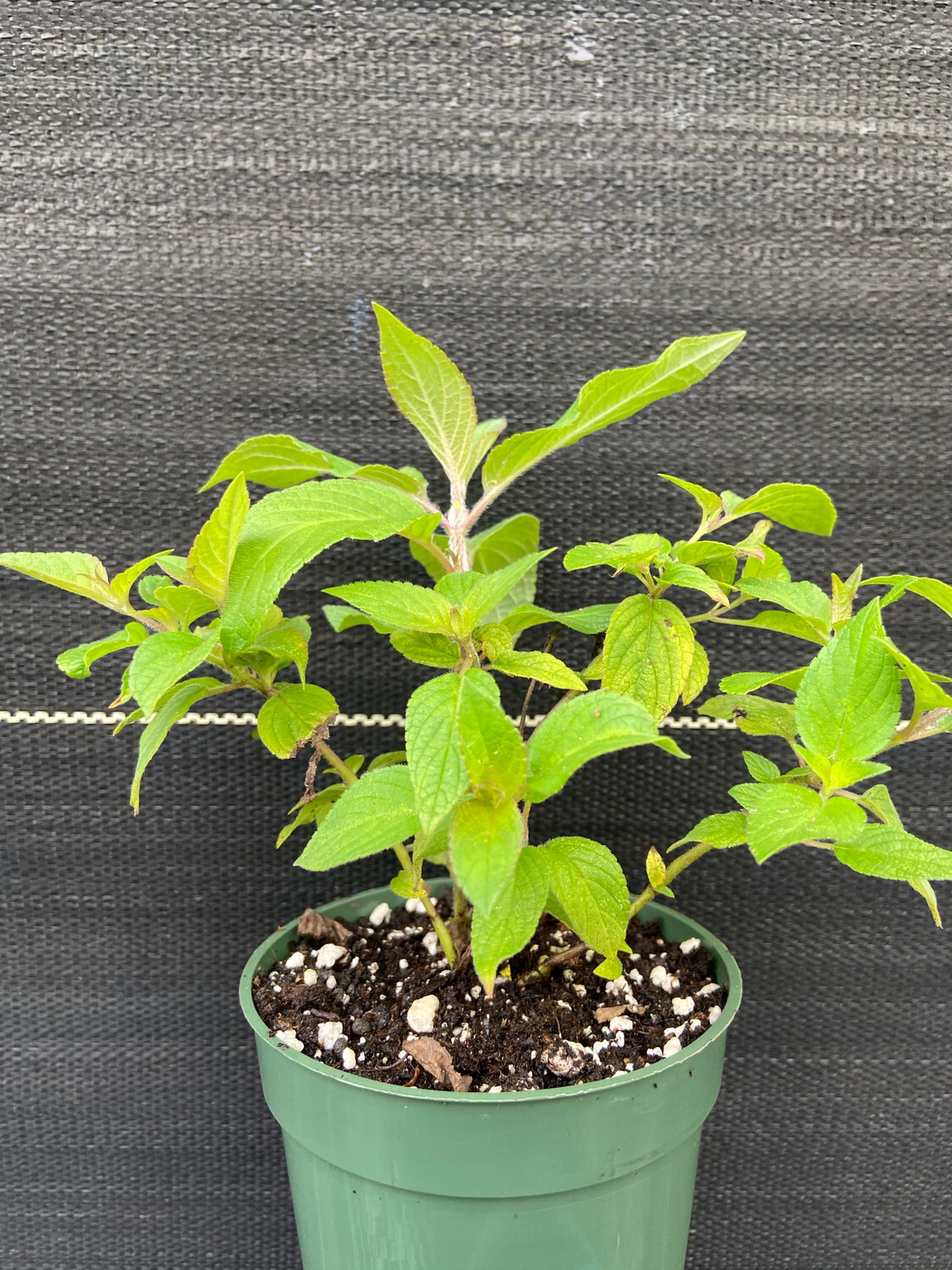 Salvia - Pineapple/Tropical Sage, Red (Salvia elegans) 4&quot;