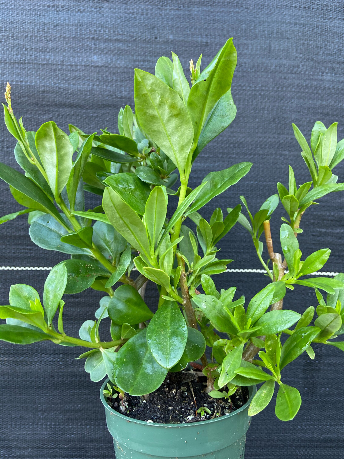 Spinach - Surinam (Talinum fruiticosum) 4" Spinach - Surinam (Talinum fruiticosum) 4"