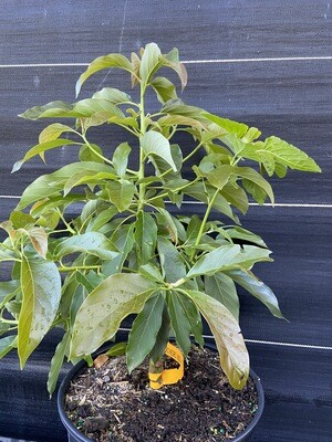 Avocado - &#39;Oro Negro&#39;, Persea americana - 3G