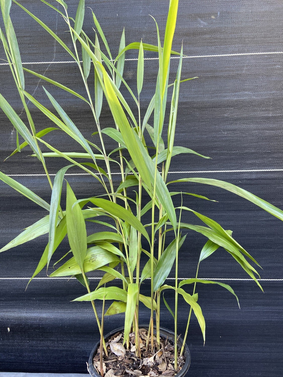 Pincushion Ginger (Hedychium Thyrsiforme)