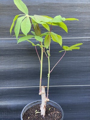 Cassava - CMC40 (Manihot esculenta) 1G