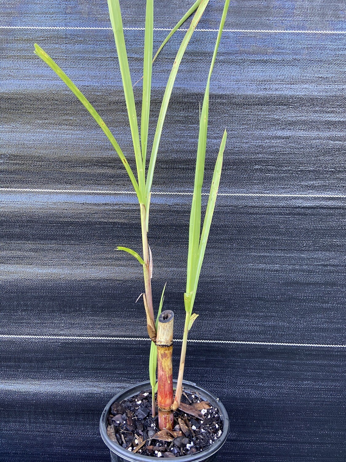 Sugarcane (Saccharum officinarum) 1G