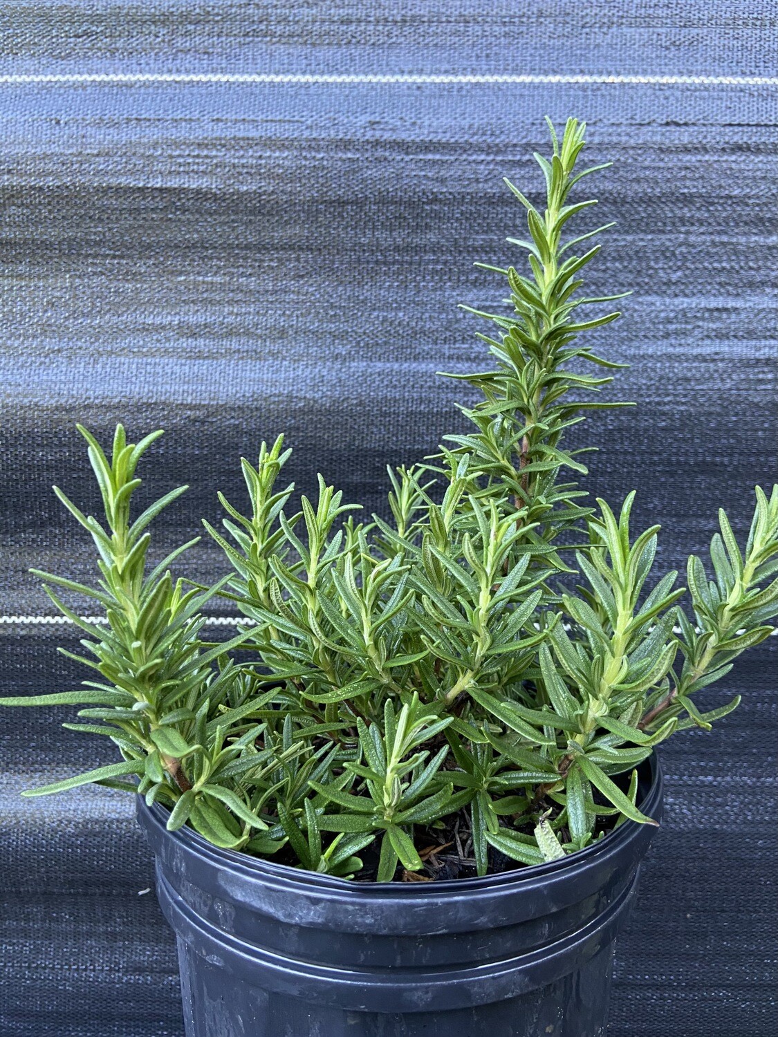 Rosemary (Salvia rosmarinus) 1G