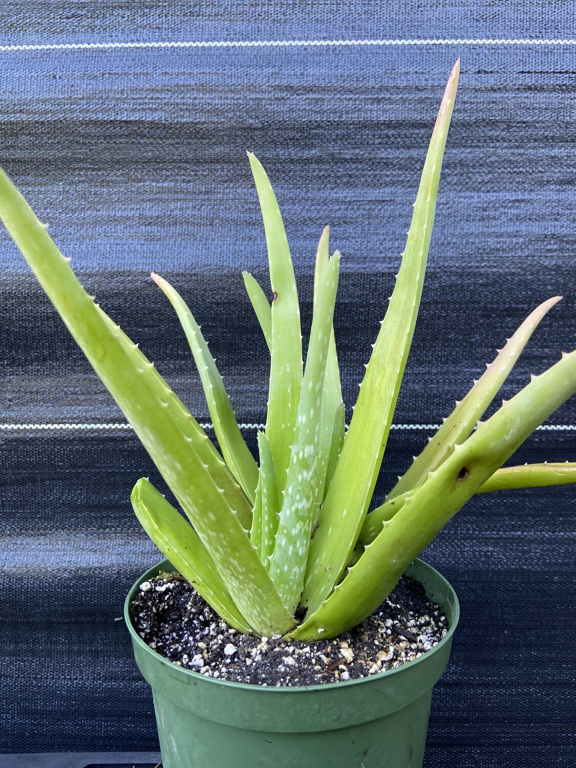 Aloe vera, 1G