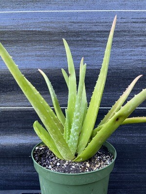 Aloe (Aloe vera) 1G