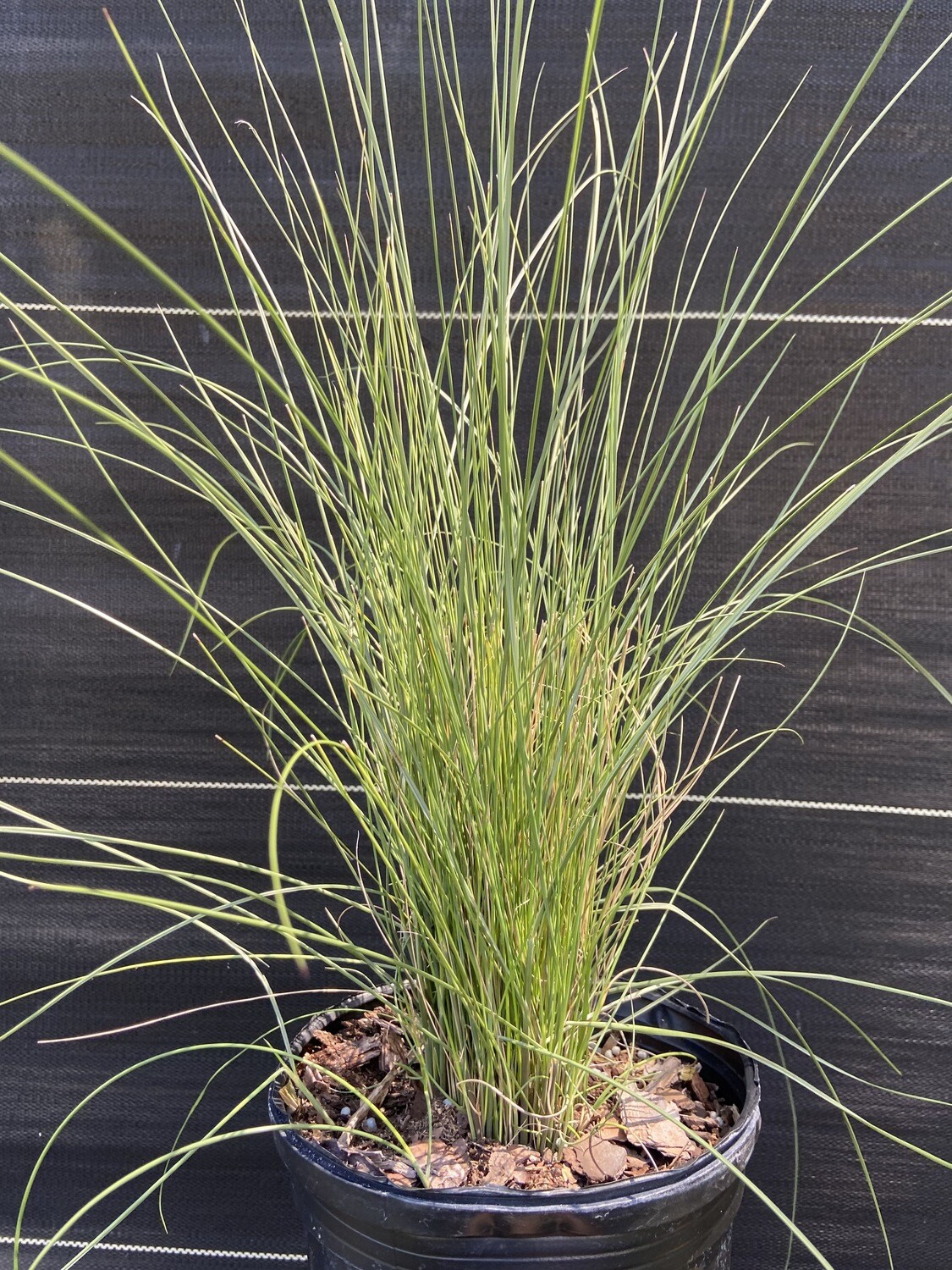 Grass - Muhly (Muhlenbergia capillaris) 1G