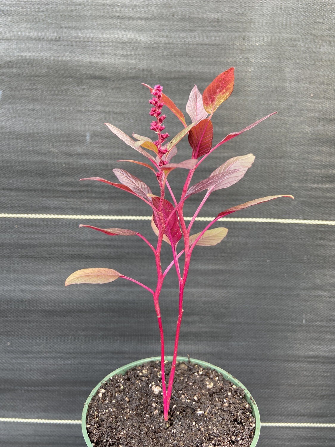 Amaranth - Red Garnet (Amaranthus cruentus) 4" Amaranth - Red Garnet (Amaranthus cruentus) 4"