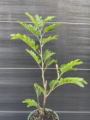 Calliandra: Powder Puff (Calliandra haematocephala) 4"