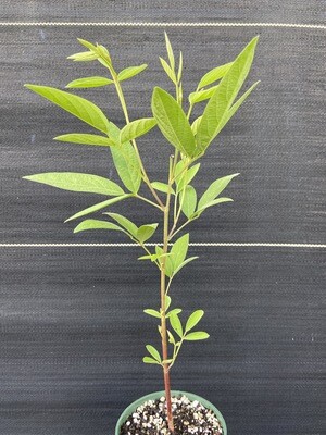 Pigeon Pea - 'Otini fifin' (Cajanus cajan) 4" Pigeon Pea - 'Otini fifin' (Cajanus cajan) 4"