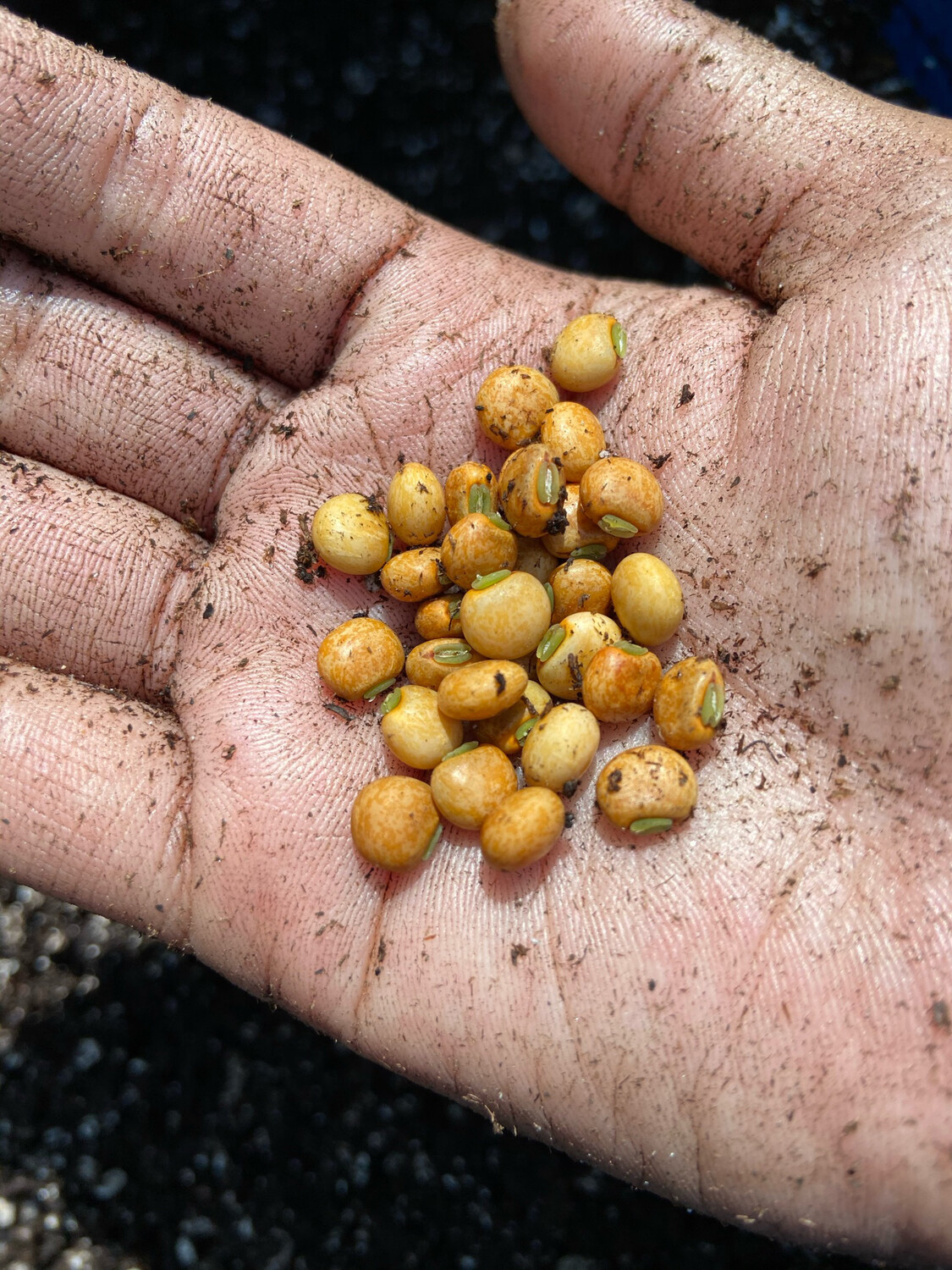 Pigeon Pea - Yellow (Cajanus cajan) 4" Pigeon Pea - Yellow (Cajanus cajan) 4"