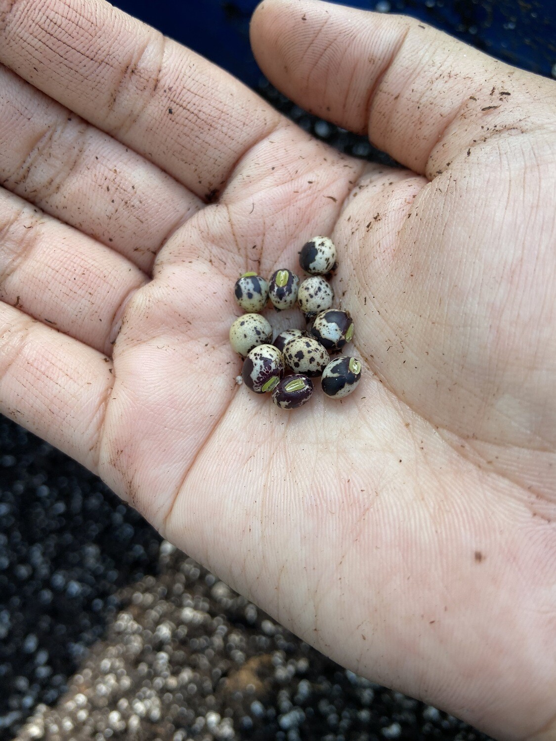 Pigeon Pea - &#39;Otini fifin&#39; (Cajanus cajan) 4&quot;