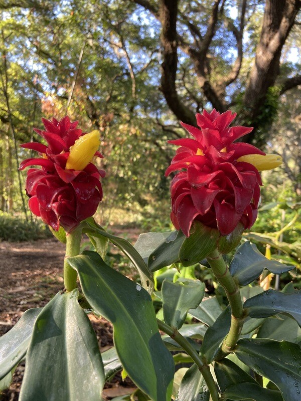 Ginger - 'Red Spiral' (Costus barbatus) 1G Ginger - 'Red Spiral' (Costus barbatus) 1G