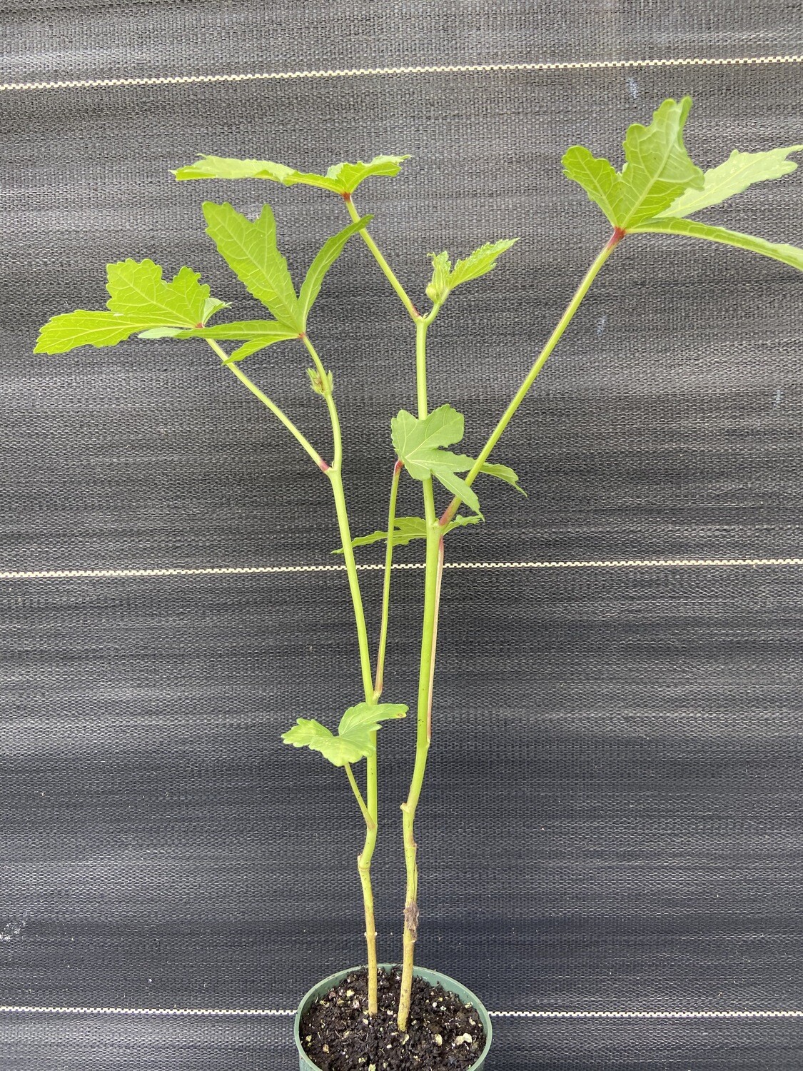 Hibiscus - Okra (Abelmoschus esculentus)