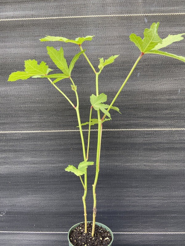 Hibiscus - Okra (Abelmoschus esculentus)