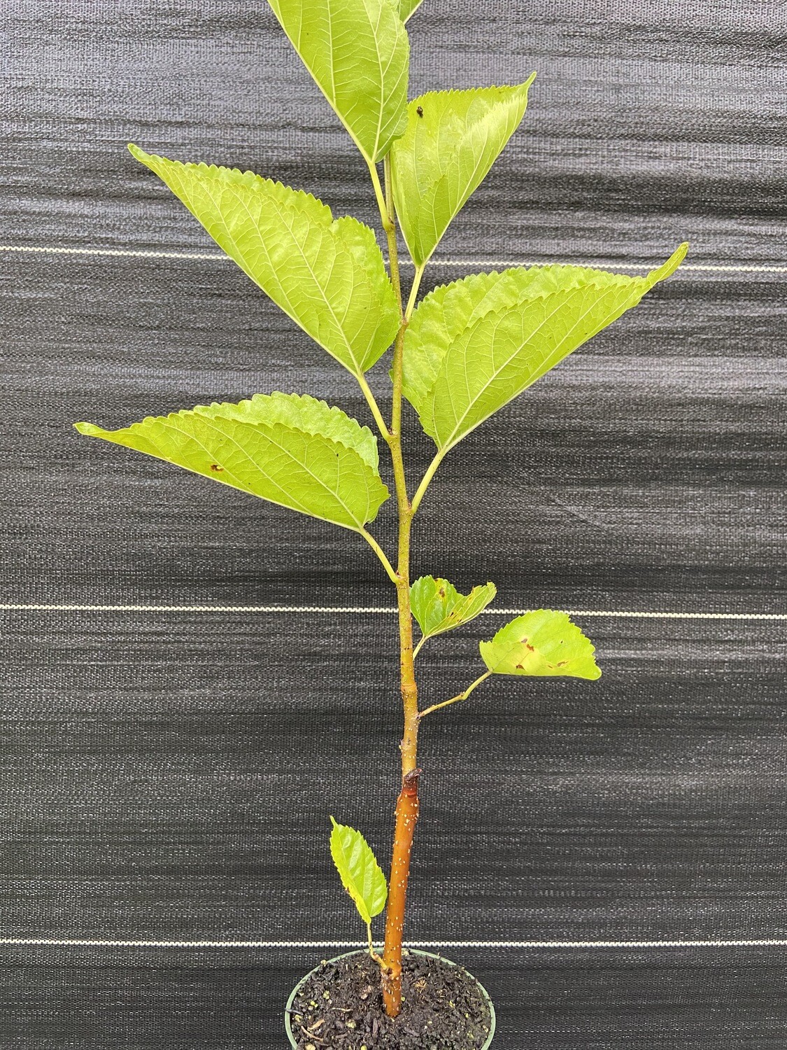 Mulberry - Hunter (Morus alba) 4” Mulberry - Hunter (Morus alba) 4”