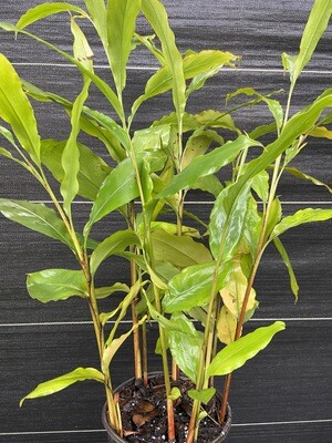 Cardamom - Ethiopian  (Aframomum corrorima) 1G