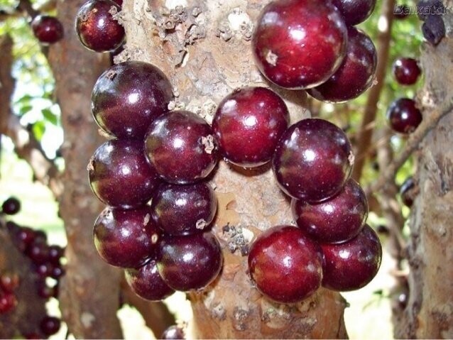 Jaboticaba-Red  SEEDS (Plinia cauliflora)