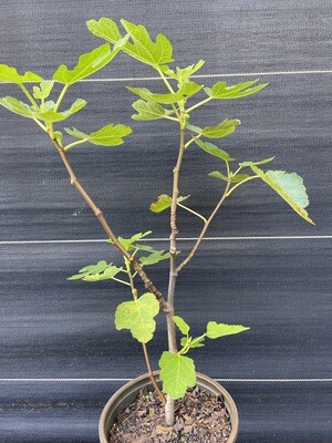 Fig - Brown Turkey (Ficus carica) 1G