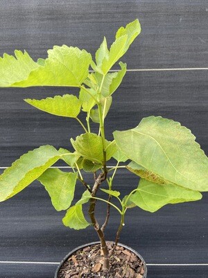 Fig - LSU Purple (Ficus carica) 1G