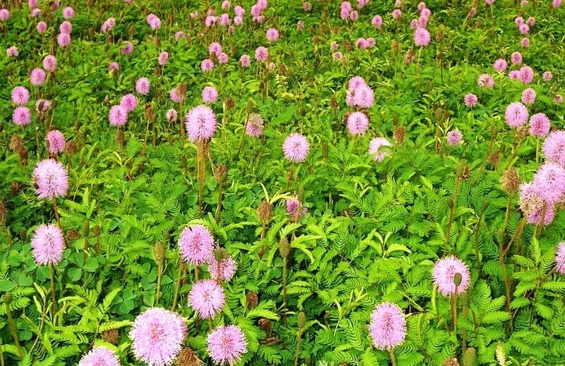 Sunshine Mimosa (Mimosa strigillosa) 4&quot;