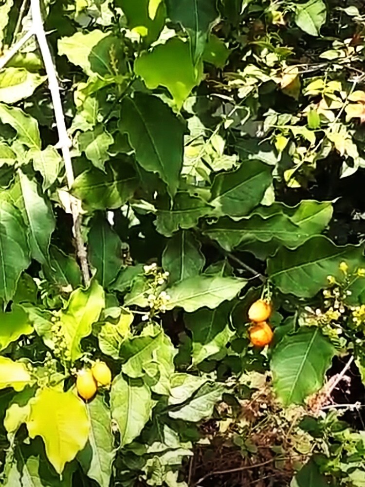 Peanut Butter Fruit (Bunchosia argentea) 4&quot;