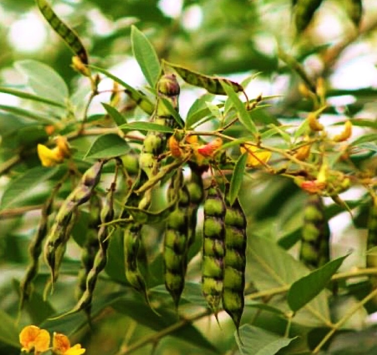 Pigeon Pea - Black (Cajanus cajan) 4" Pigeon Pea - Black (Cajanus cajan) 4"