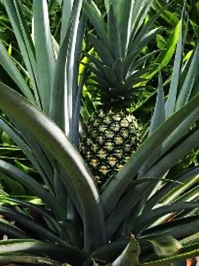 Pineapple - Florida Elite Gold (Ananas comosus) 4&quot;