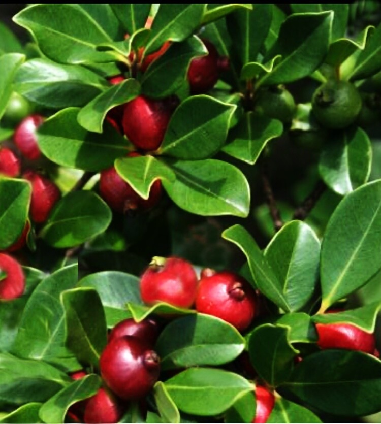 Guava - Strawberry Cattley (Psidium cattleyanum) 4&quot;
