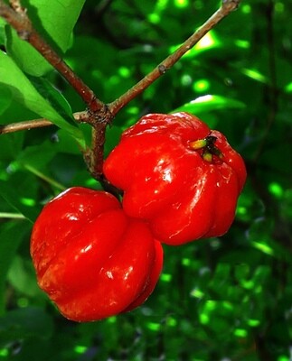 Cherry - Surinam, Red, SEEDS (Eugenia uniflora)