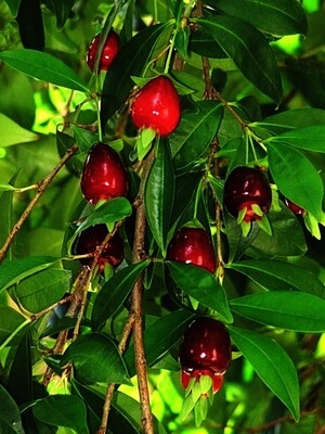 Cherry of the Rio Grande (Eugenia involucrata) 1G