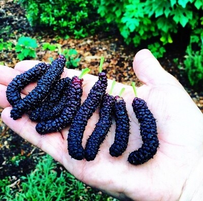 Mulberry - Pakistani (Morus macroura) 1G
