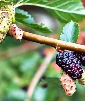 Mulberry - Hunter (Morus alba) 4” Mulberry - Hunter (Morus alba) 4”
