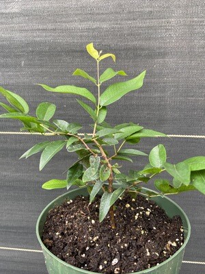 Jaboticaba Tree - Grimal (Plinia cauliflora) 1G