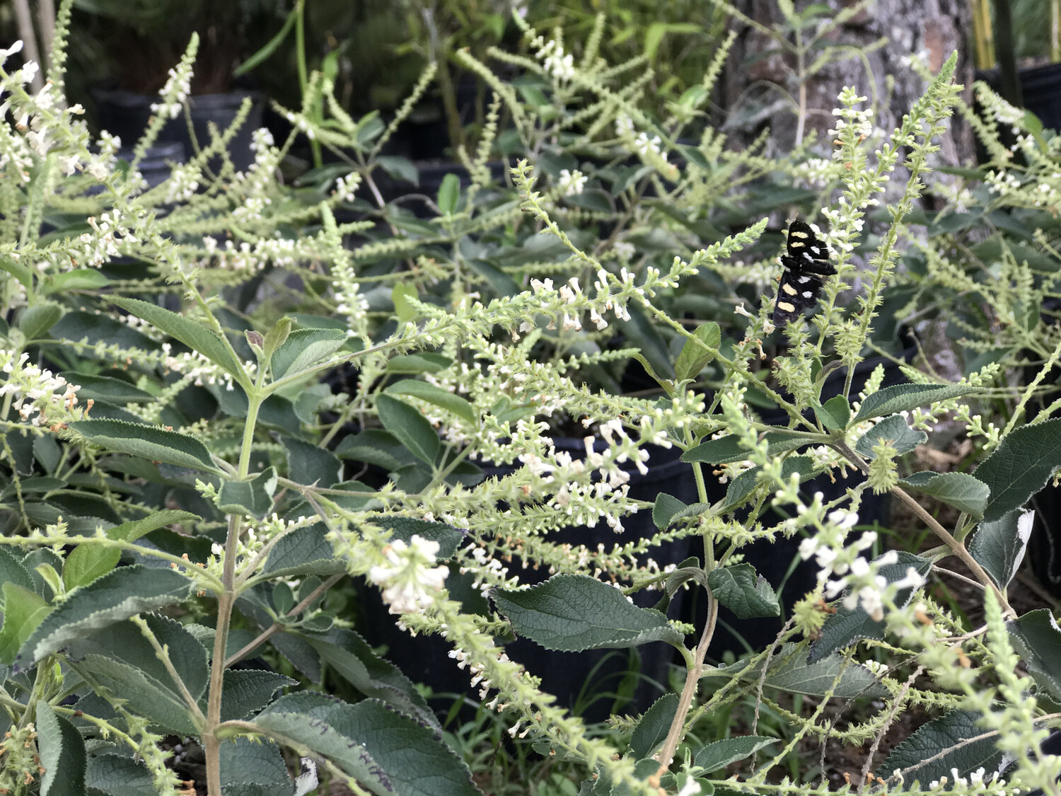 Sweet Almond - Standard (Aloysia virgata) 4"