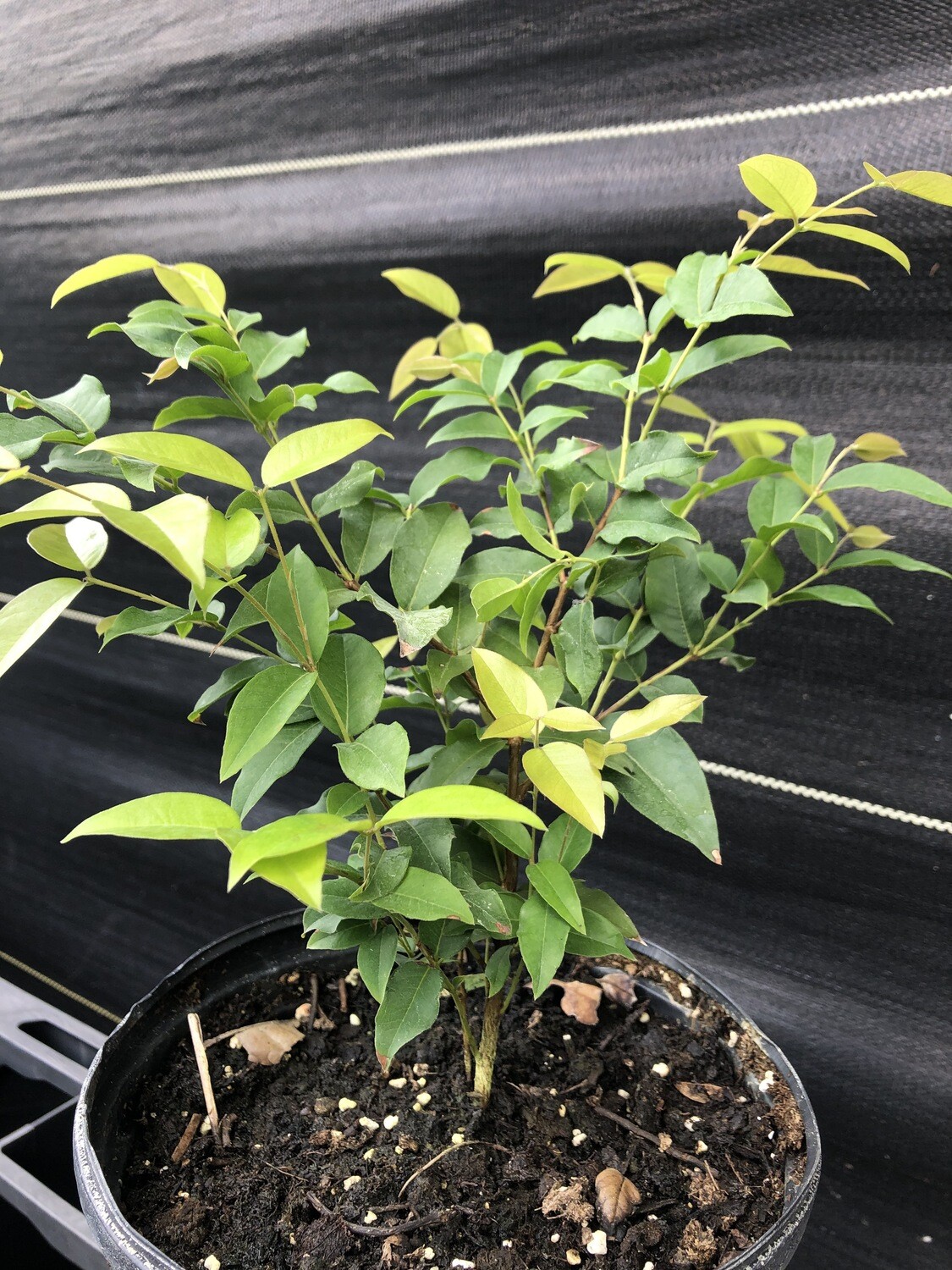 Jaboticaba Tree - Red (Plinia cauliflora) 1G