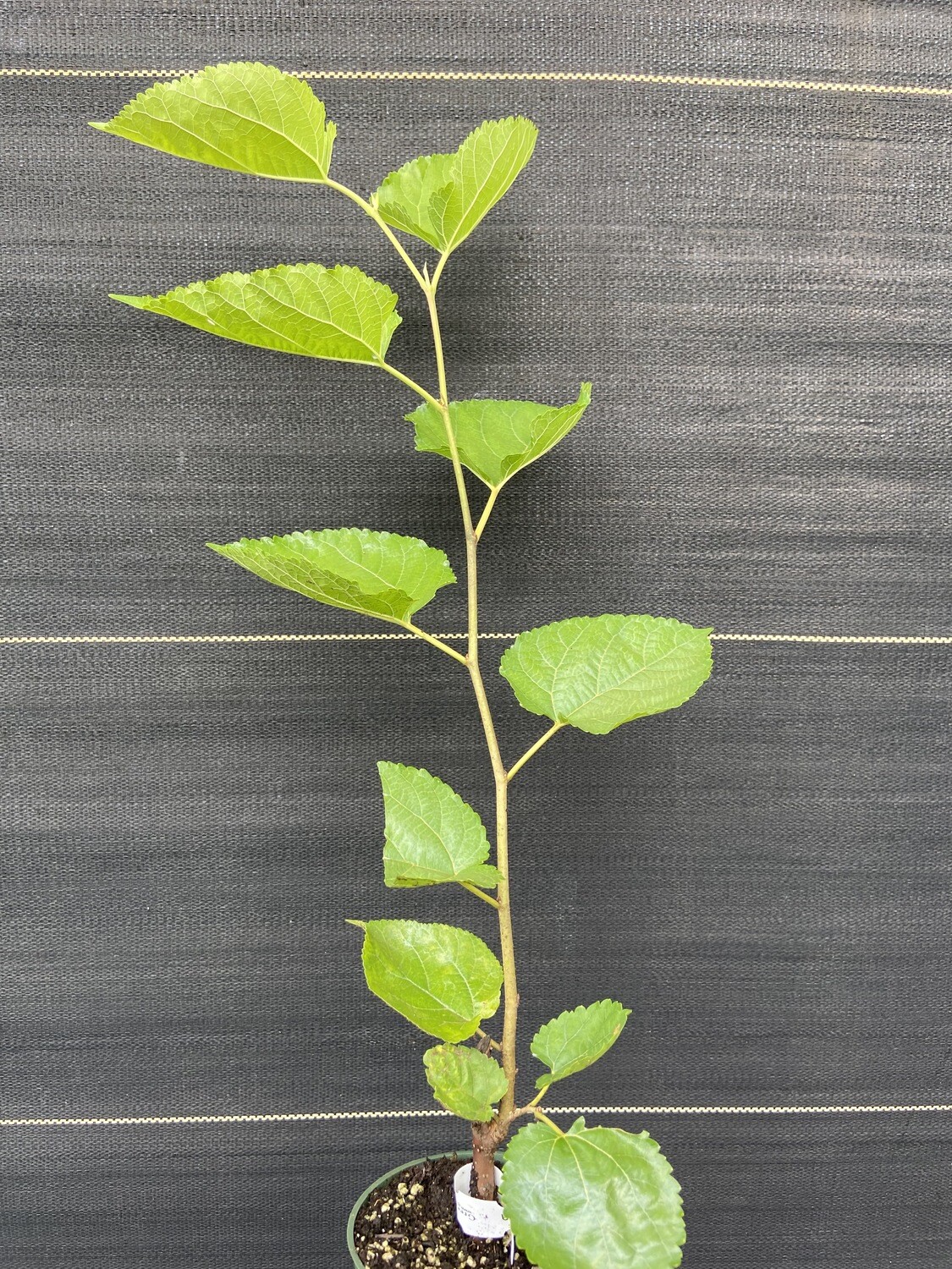 Mulberry - 6th Street (Morus alba) 3G