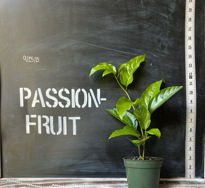 Passionfruit, 'Purple Possom' (Passiflora edulis) 4"