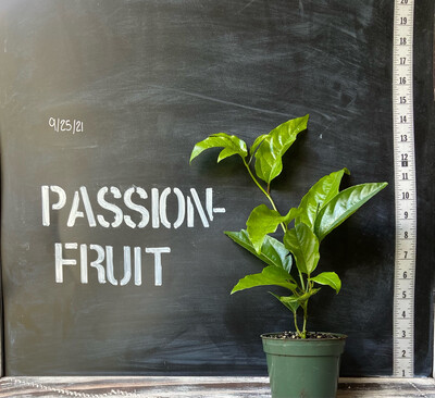 Passionfruit, 'Purple Possom' (Passiflora edulis) 4"