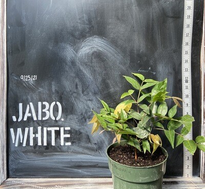 Jaboticaba Tree - White (Phitrantha branca) 1G