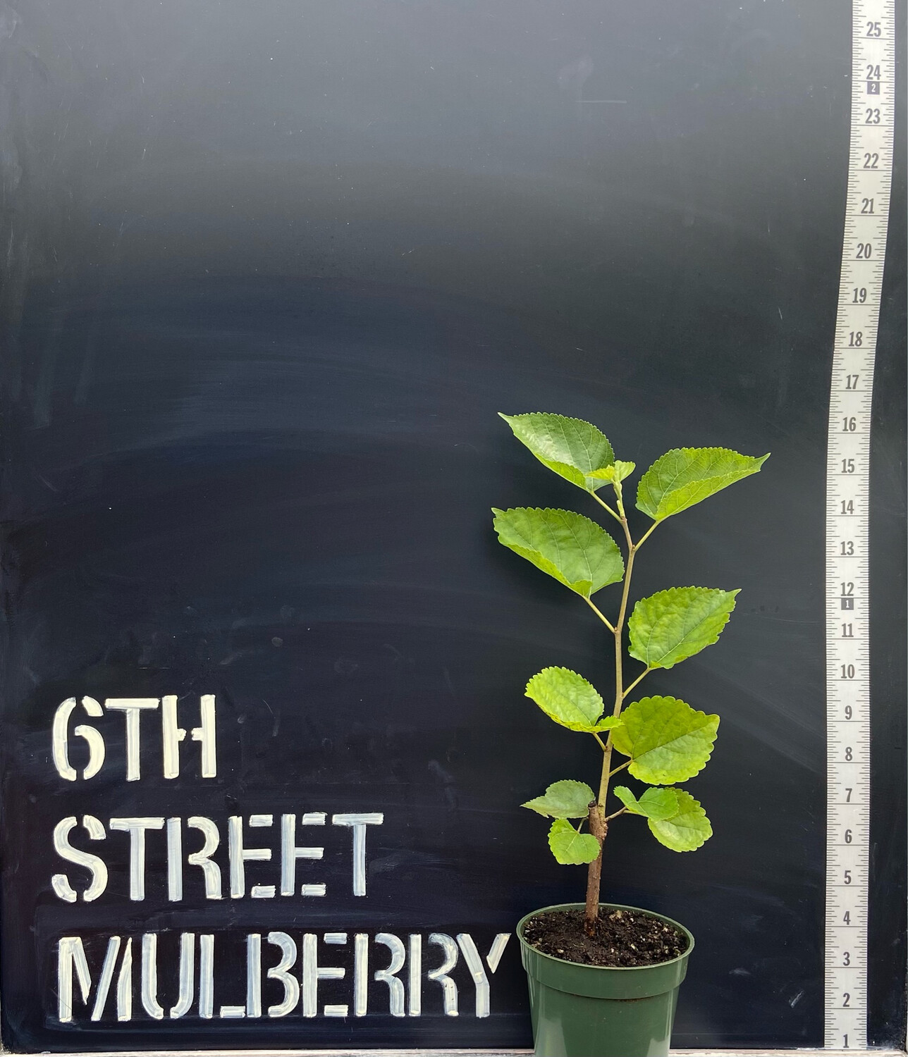 Mulberry - 6th Street (Morus alba) 3G