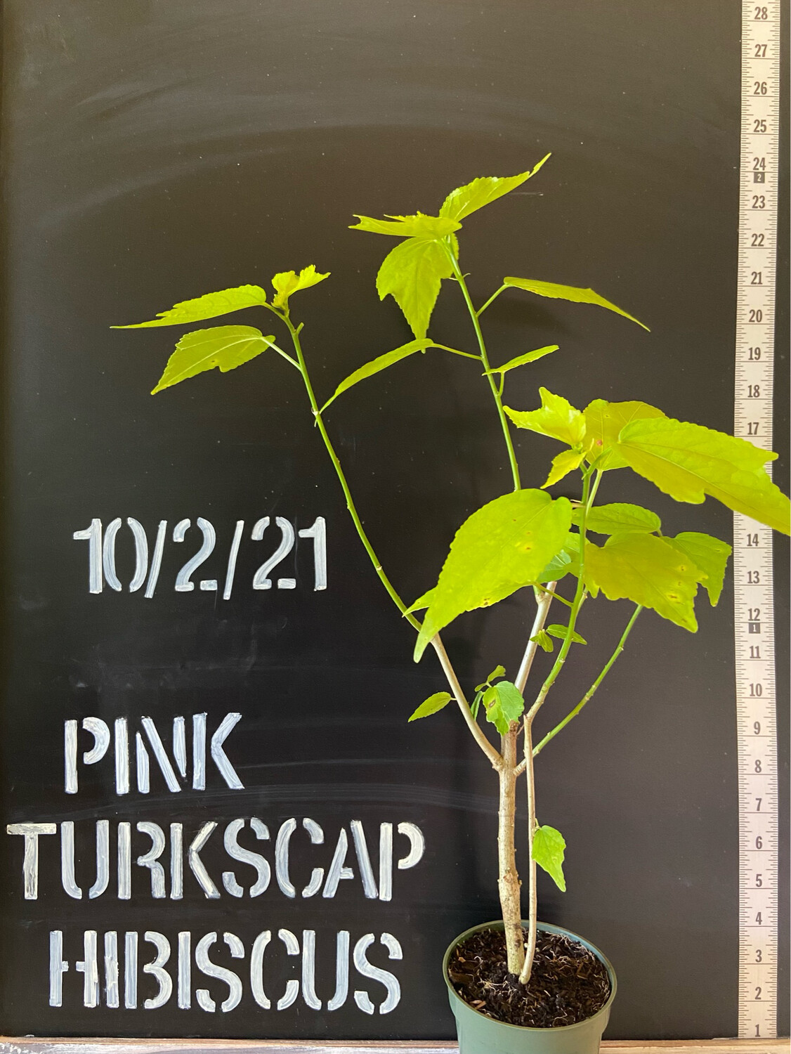 Hibiscus - Turk&#39;s Cap, Pink (Malvaviscus penduliflorus) Edible flower 4&quot;