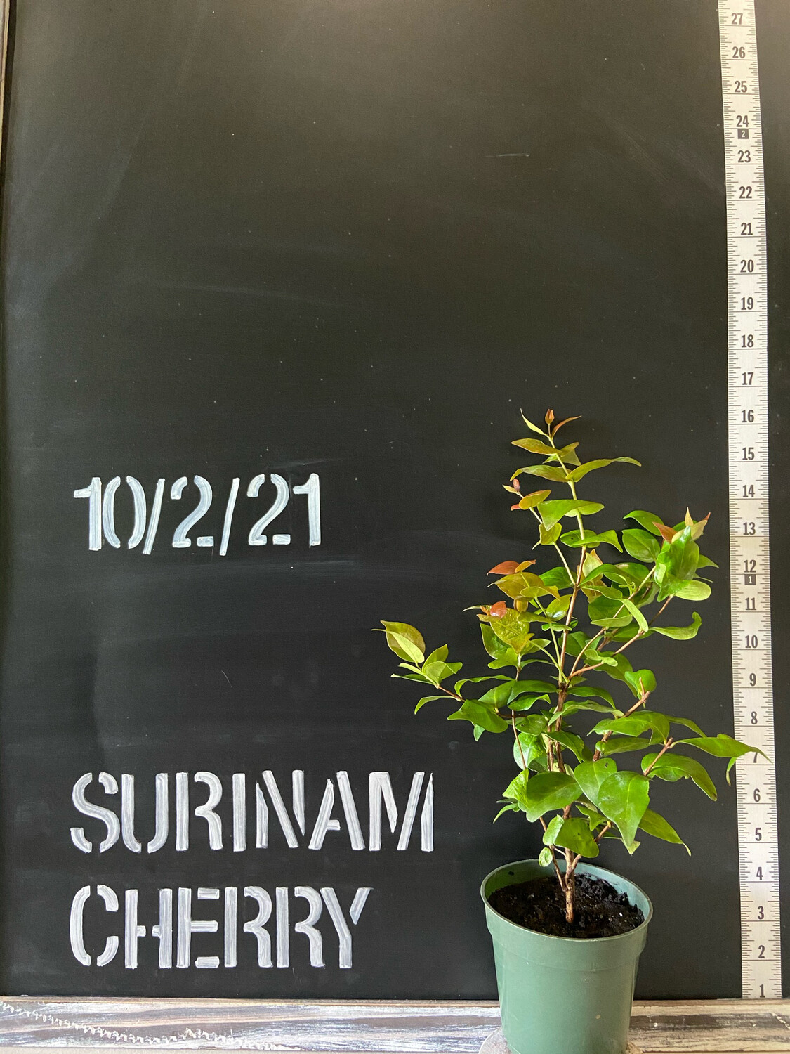 Cherry - Surinam, Red (Eugenia uniflora) 4&quot;