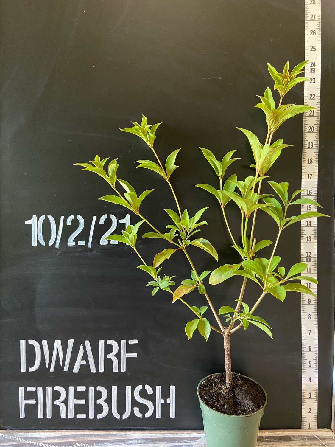 Firebush - Dwarf (Hamelia patens) 4&quot;