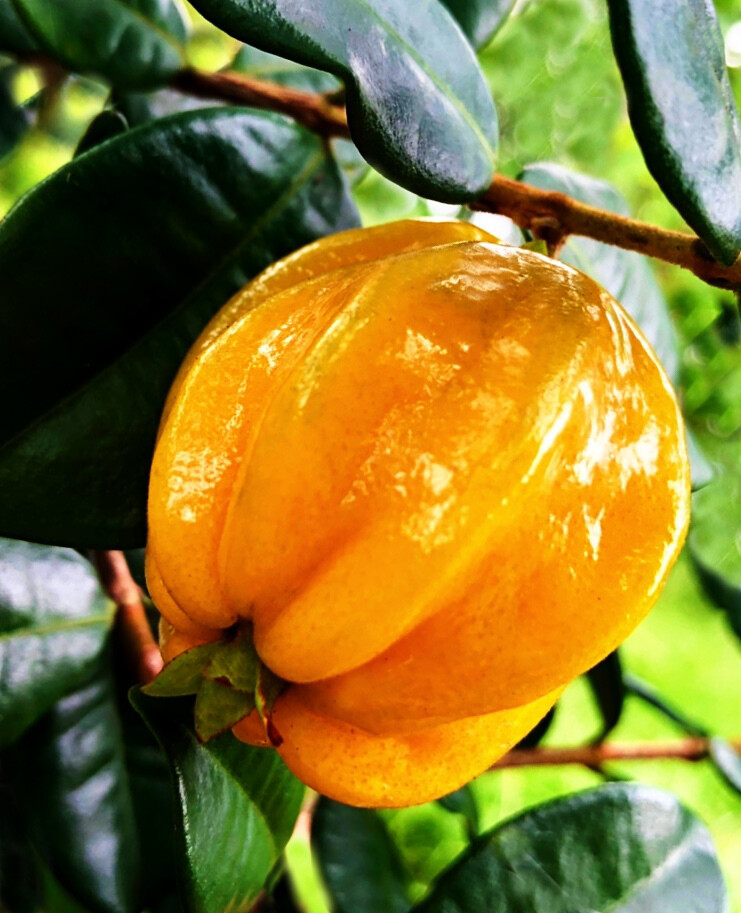 Pitangatuba - Star Cherry Tree (Eugenia neonitida) 1G