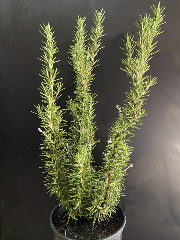 Rosemary (Salvia rosmarinus) 1G Rosemary (Salvia rosmarinus) 1G