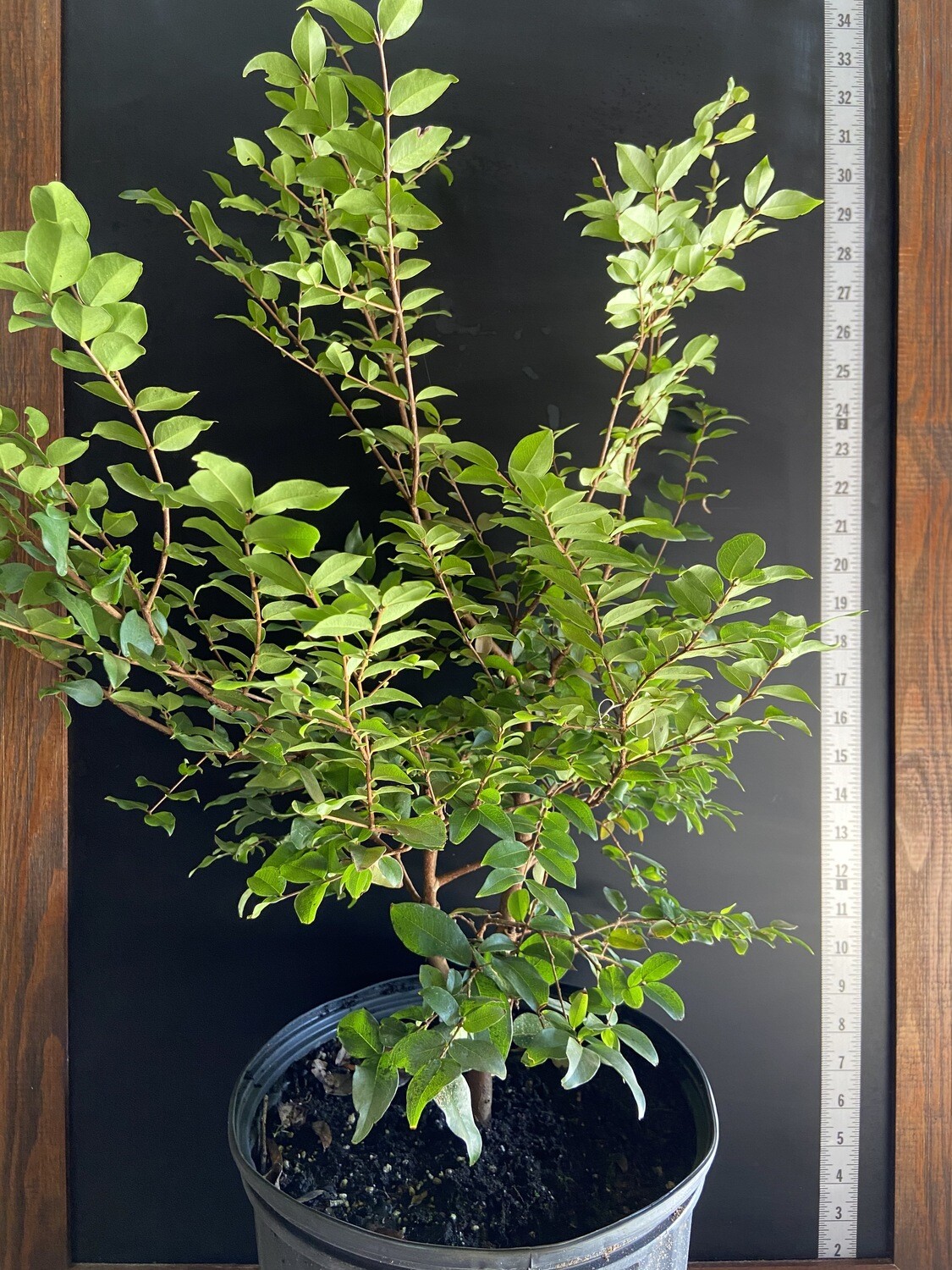 Jaboticaba Tree - Sabara (Myrciaria jaboticaba) 3G