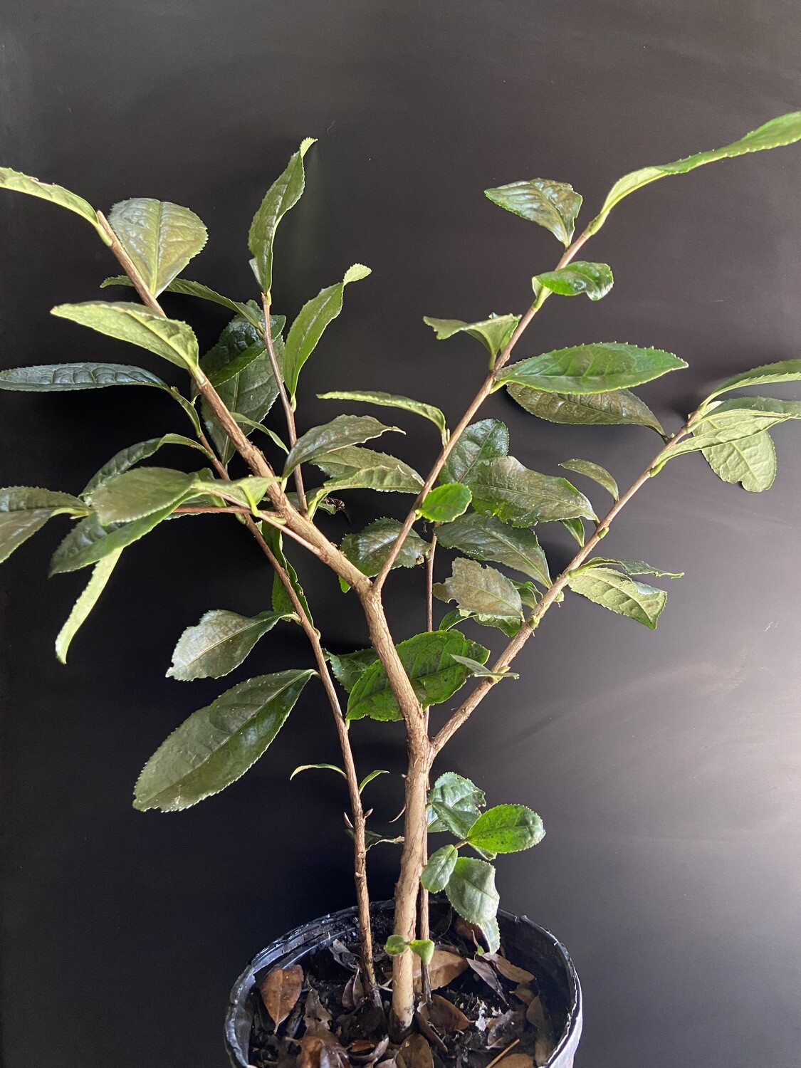 Camelia - Large Leaf Tea (Camelia sinensis) 1G