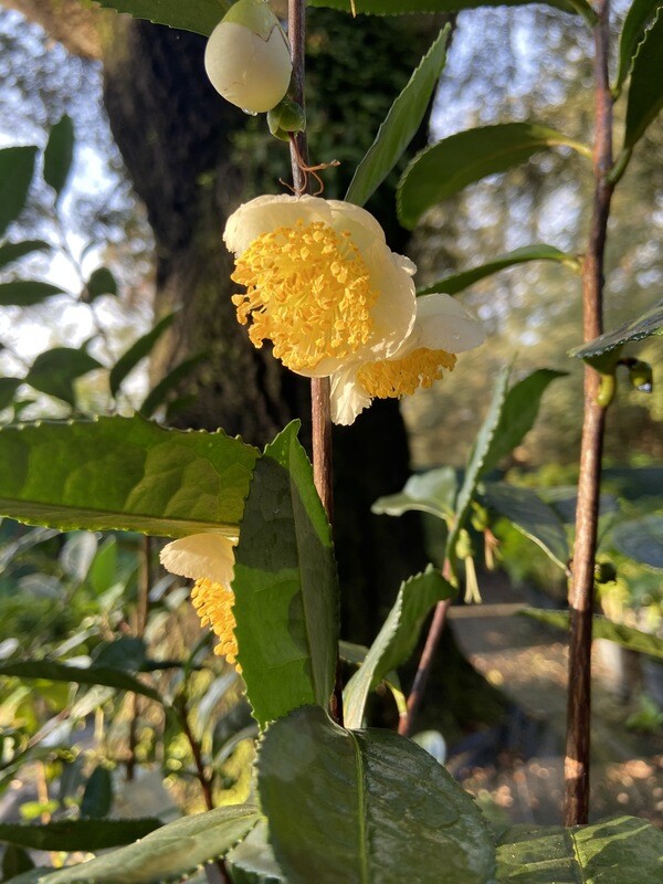 Camelia - Large Leaf Tea (Camelia sinensis) 1G Camelia - Large Leaf Tea (Camelia sinensis) 1G